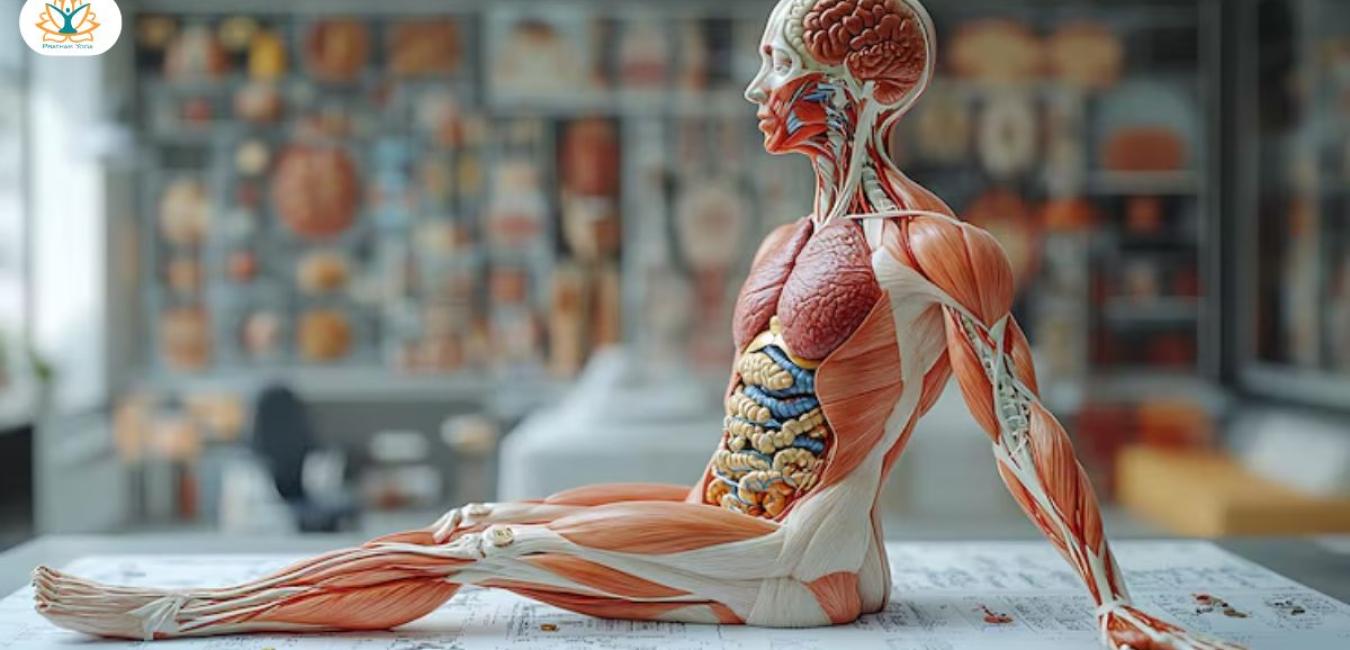 Human Body Anatomy Organs and their Functions